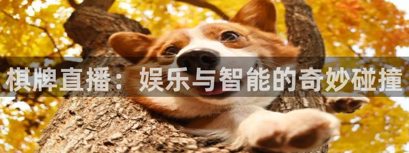 51视频在线直播nba：棋牌直播：娱乐与智能的奇妙碰撞